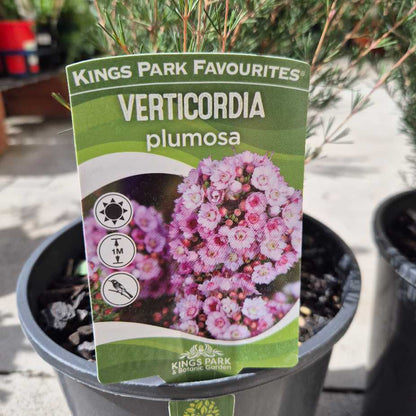 Kings Park Favourites Verticordia plumosa plant packaging with pink flowers in a pot.