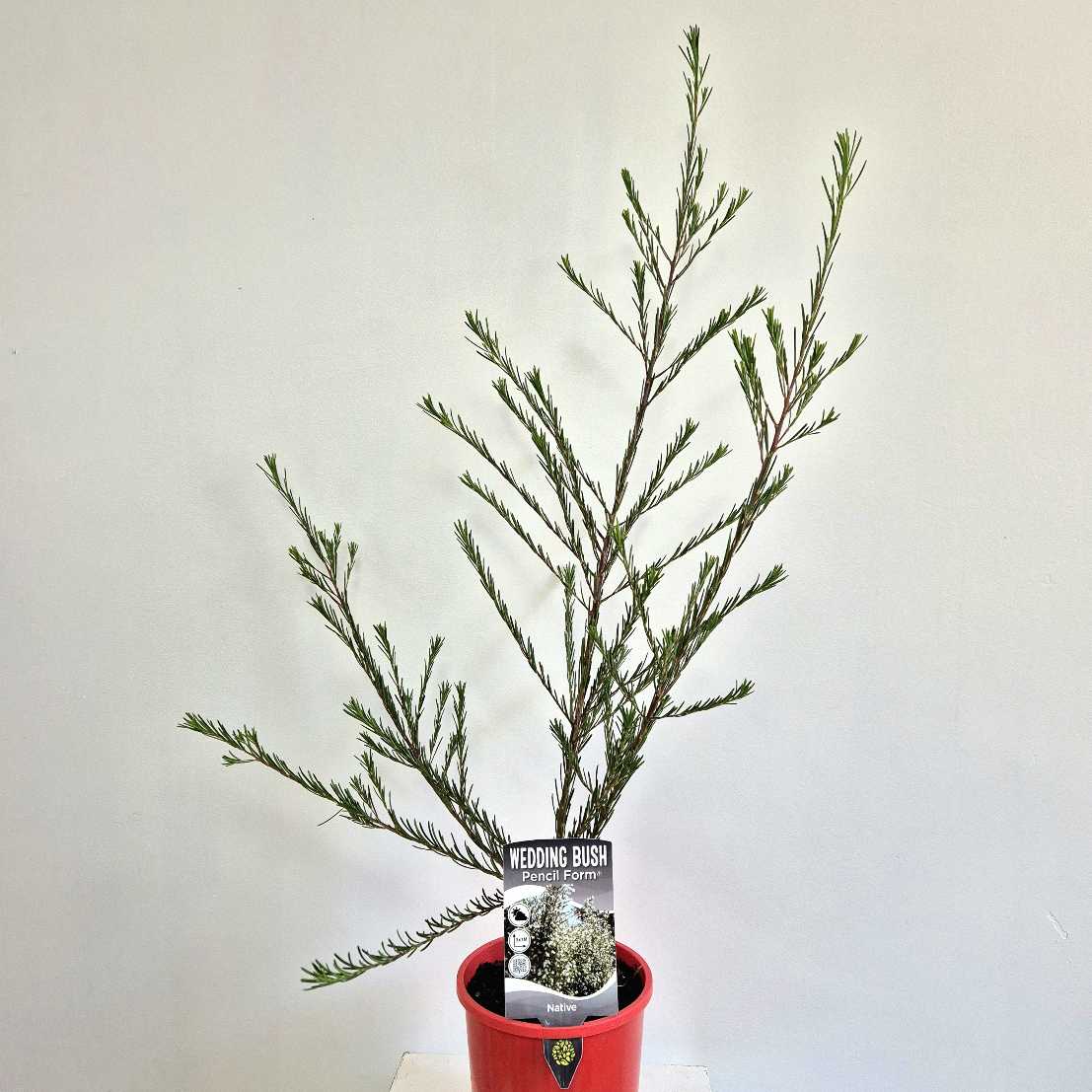 Potted plant with a red pot on a white background