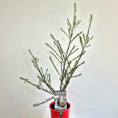 Potted plant with a red pot on a white background