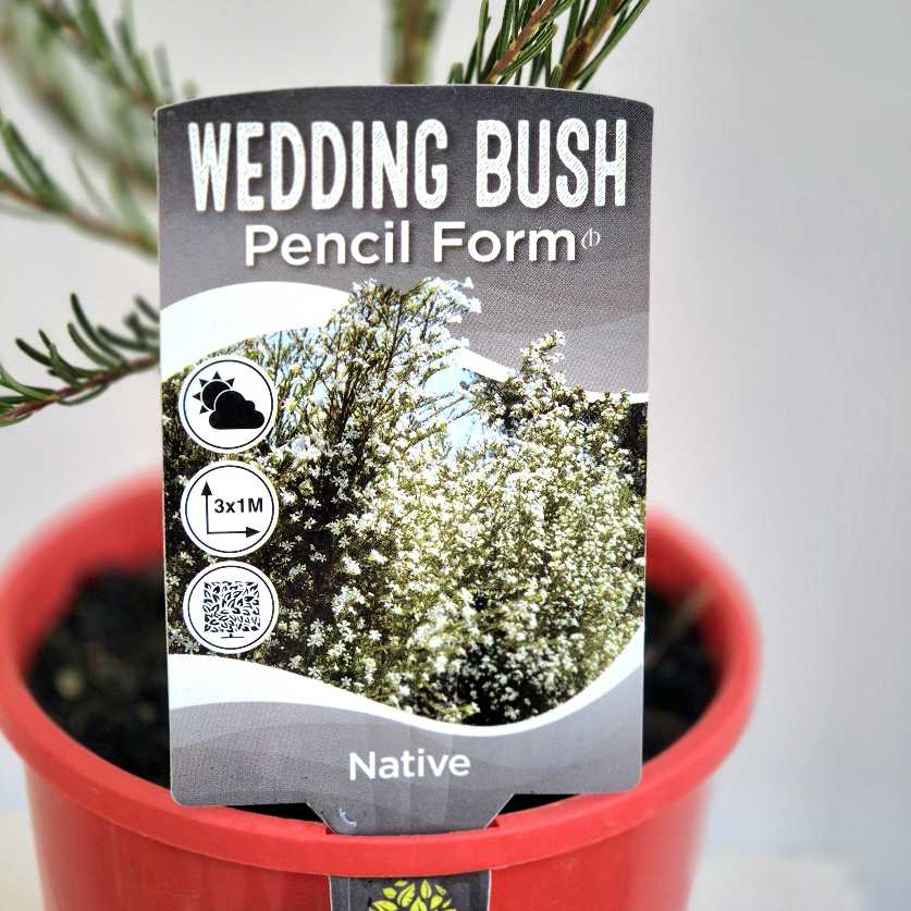 Potted plant with a 'Wedding Bush' label on a neutral background