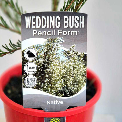 Potted plant with a 'Wedding Bush' label on a neutral background