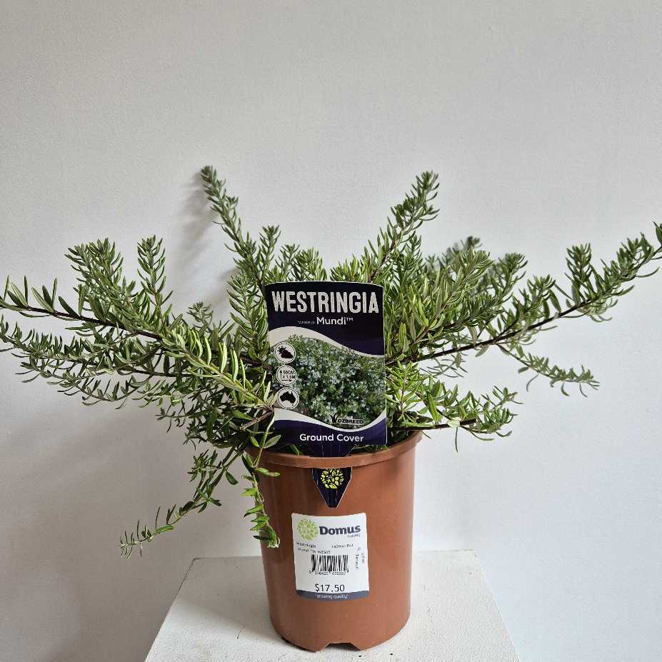 Potted plant with Westringia label on a white surface