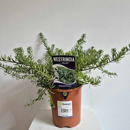 Potted plant with Westringia label on a white surface