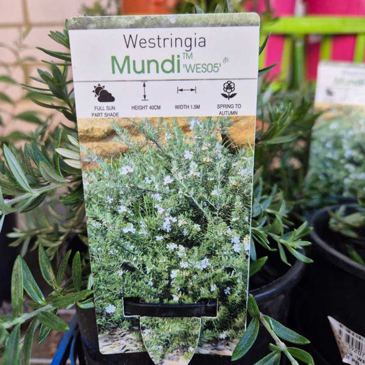 Westringia Mundi plant tag with plant image and information