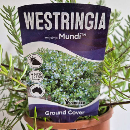 Westringia Mundi plant packaging with plant in the background