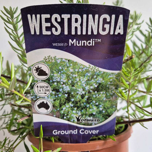 Westringia Mundi plant packaging with plant in the background