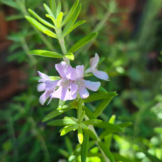 Westringia 'Wynyabbie Gem'