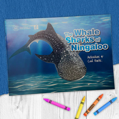 The Whale Sharks of Ningaloo