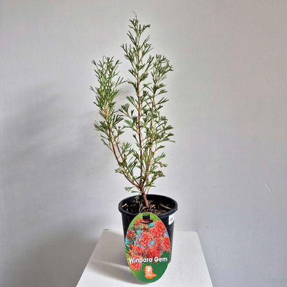Potted plant with a visible label on a white surface and gray background