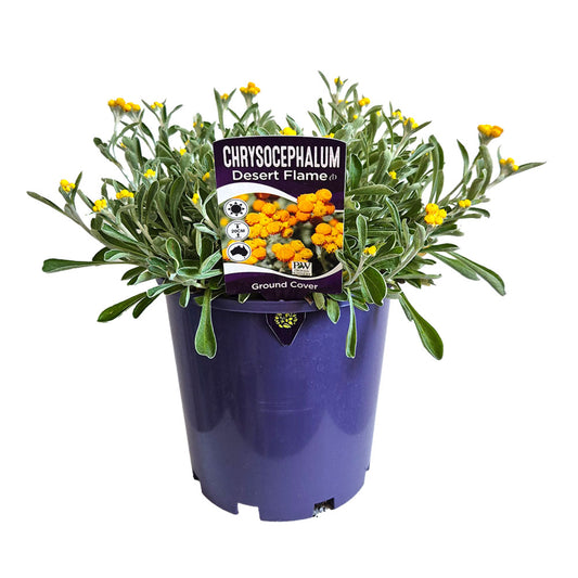 Chrysocephalum 'Desert Flame'