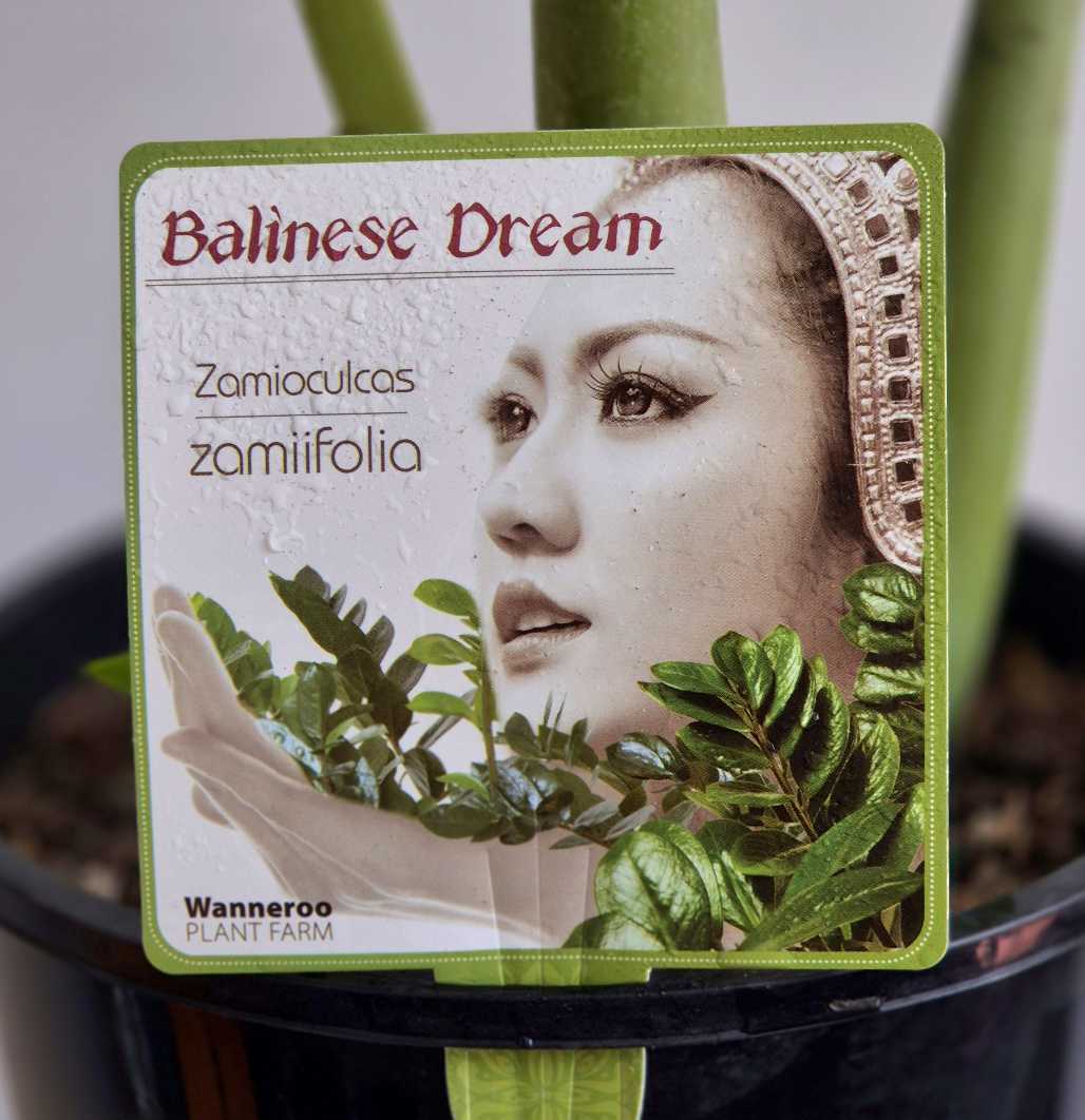 Zamioculcas ZZ Plant