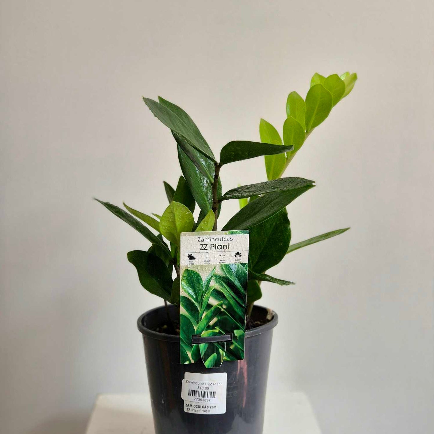 Potted ZZ plant with a label on a neutral background