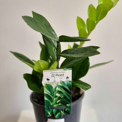 Potted ZZ plant with a label on a neutral background