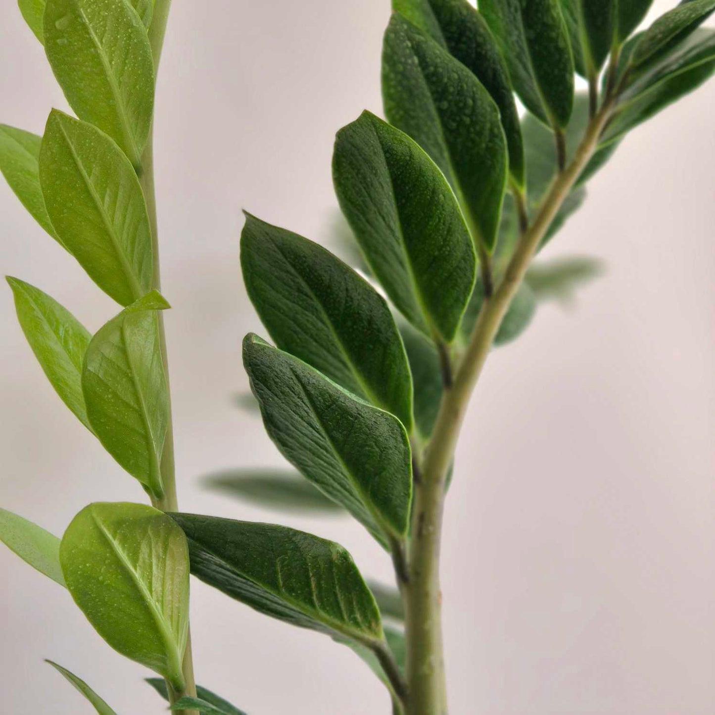 Close-up of green leaves on a plain background