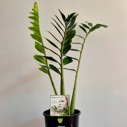 Zamioculcas ZZ Plant